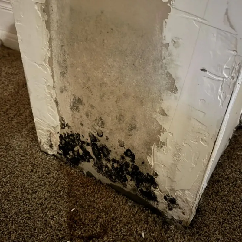 Professional Mold Removal in Ochiltree County, TX
